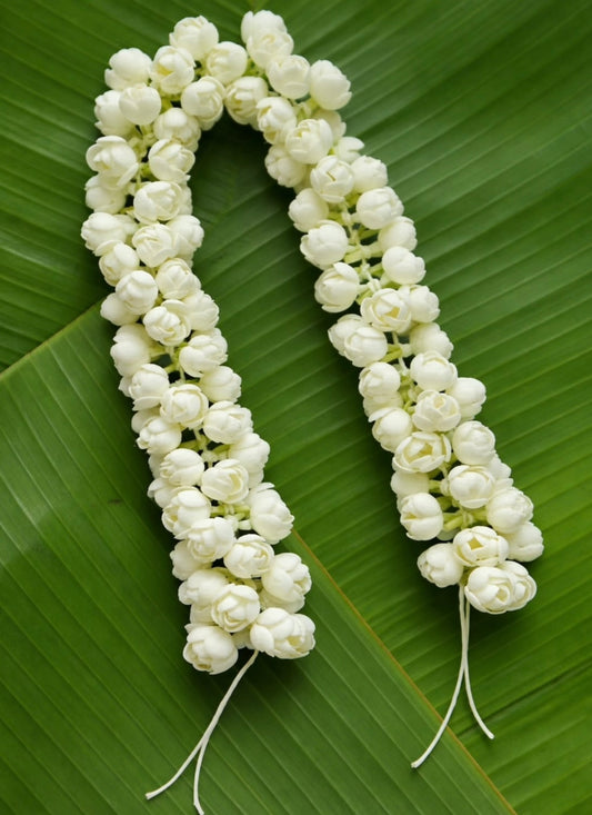 Double layer jasmine ( 10 petals )